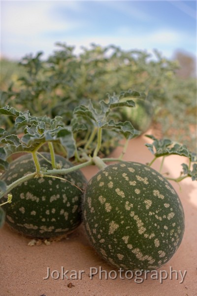 Lake Eyre (Day 2)_20070407_163.jpg - Pademelons at Alberrie, Oodnadatta Track